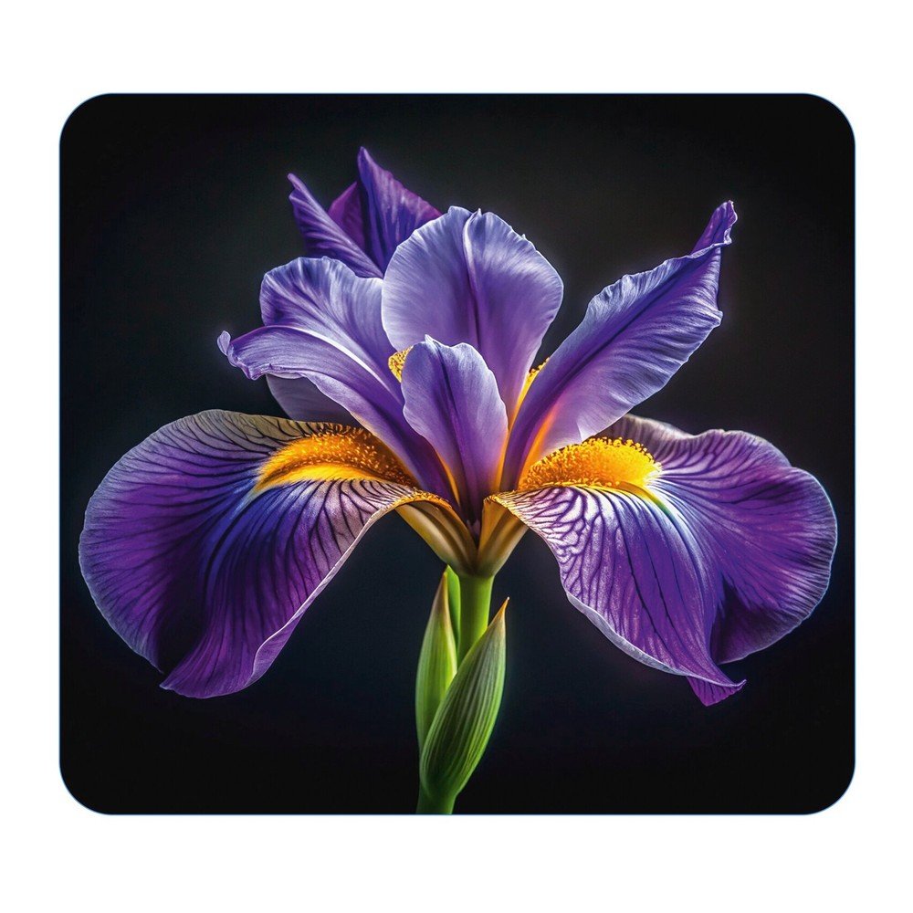 Edzett üveg falvédő tűzhelyhez 50x56 cm Iris – Wenko